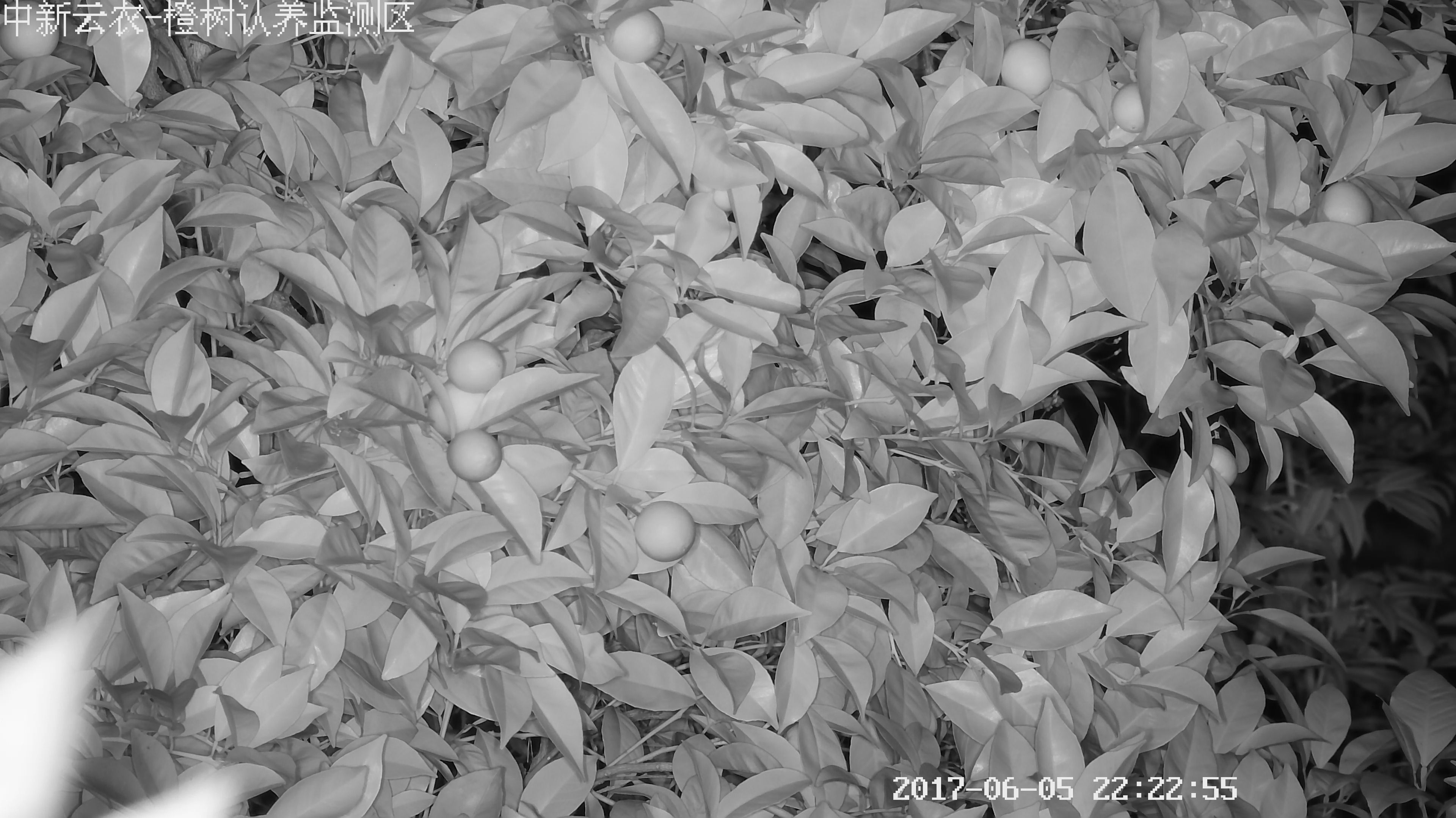 農(nóng)場(chǎng)監(jiān)控